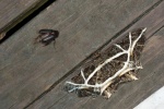 Erebomorpha