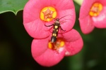 Eretmocera