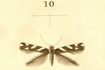 Eteobalea