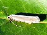 Ethmia