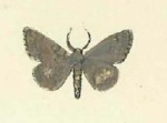 Eumannia