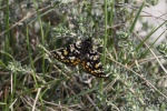 Eurranthis