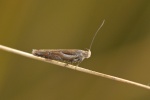 Eutorna