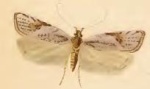 Exaeretia