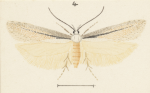 Kiwaia