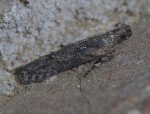 Filatima
