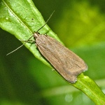 Acompsia