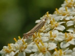 Isophrictis