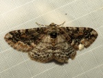 Parapheromia