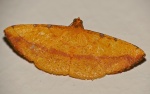 Curbia