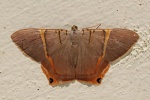 Phrygionis