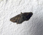 Nychiodes