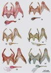 Gnorimoschema