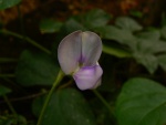 Dolichoneura