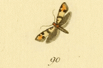 Heinemannia