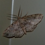 Hesperumia