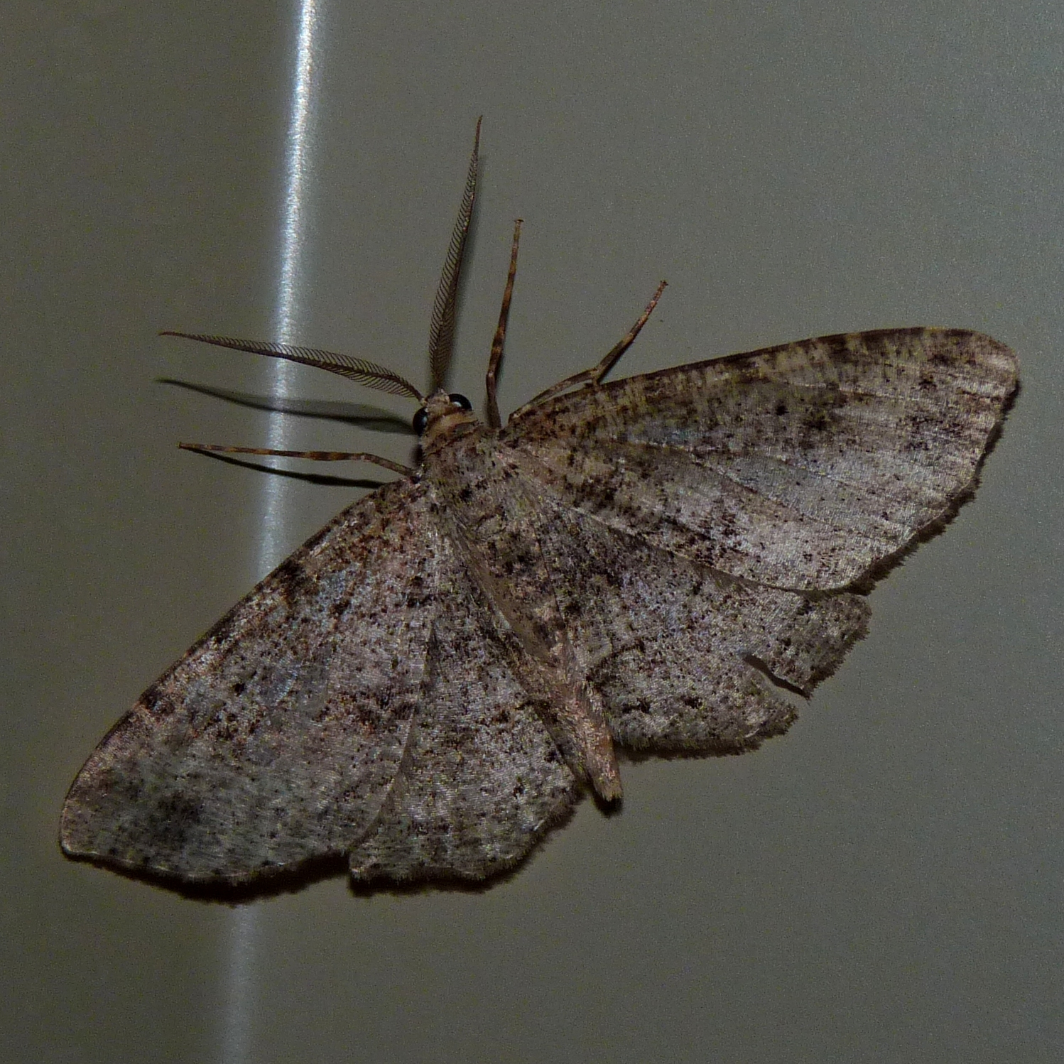 Hesperumia (Род)