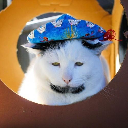 Hipst-8