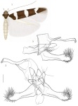 Hodgesiella