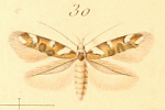 Isidiella