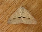 Selidosema