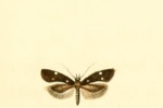 Iwaruna