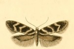 Klimeschiopsis