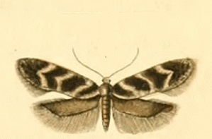 Klimeschiopsis (Род)