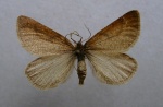Lignyoptera