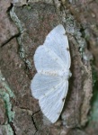 Lomographa