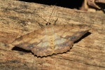 Luxiaria
