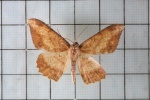 Idiotephra
