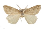 Pseudocoremia