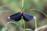 Melanochroia