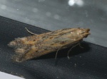 Metzneria
