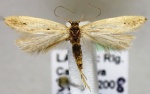 Iridesna