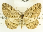 Neoalcis