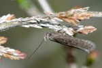 Neofaculta