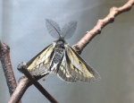 Nyssiodes