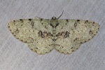 Ophthalmitis