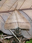 Pachyerannis