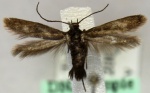 Parascythris