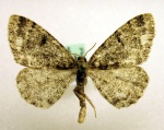 Parectropis