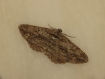Peribatodes