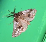 Phaselia