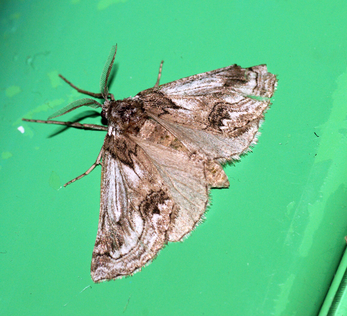Phaselia