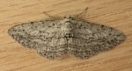 Phelotis