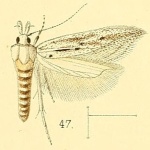 Pyncostola