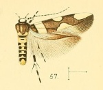 Macrobathra