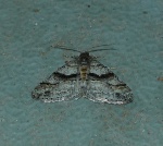 Prionomelia